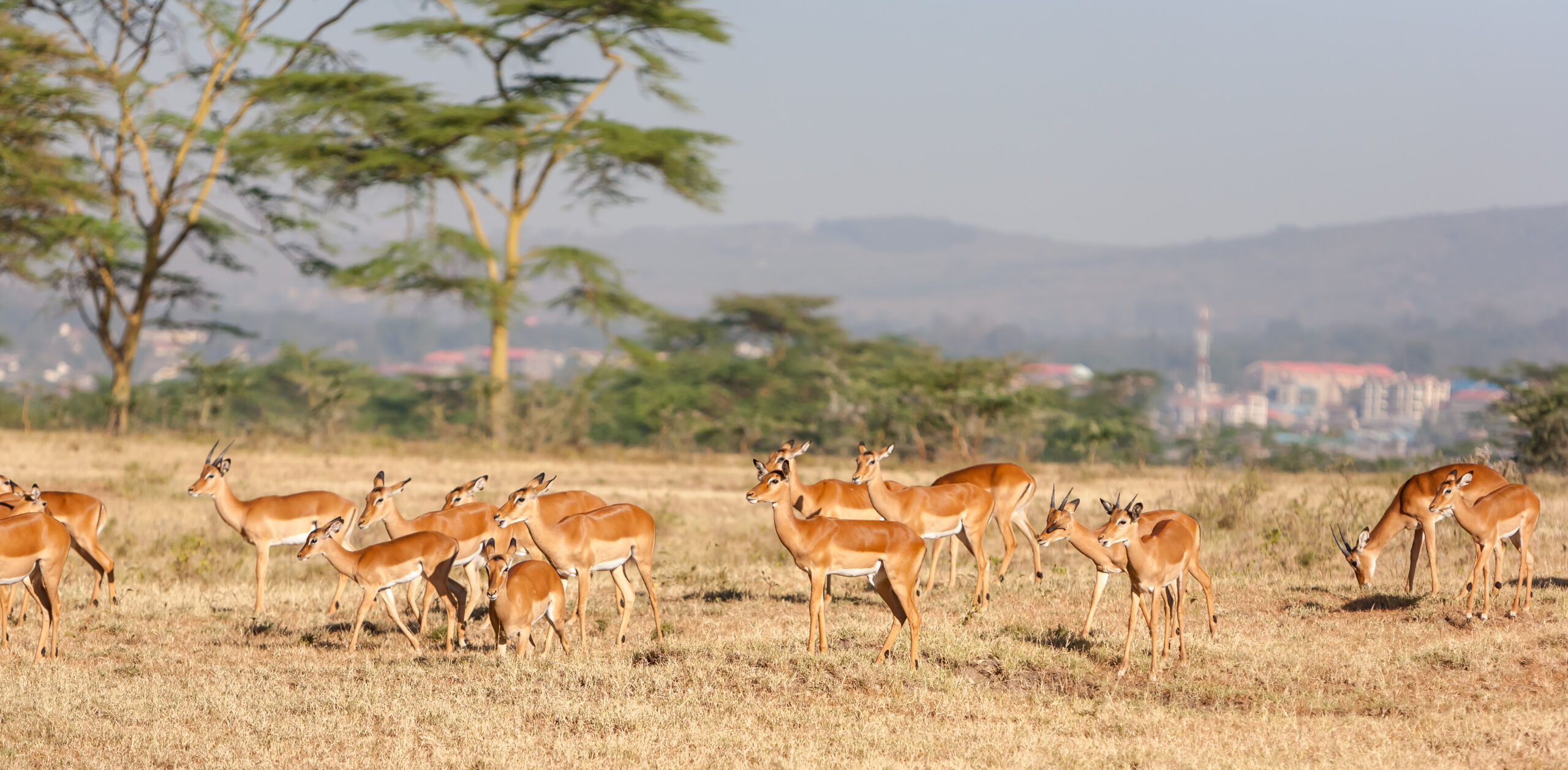 things to do in Serengeti National Park, Tanzania