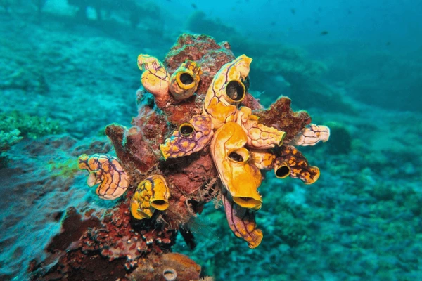 Underwater Wonderland of Raja Ampat