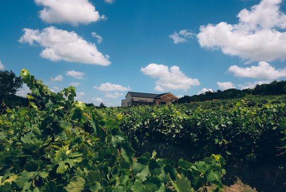 Waco Winery Vineyards